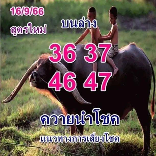 หวยควายนำโชค